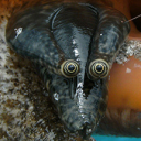 someonefromsouth avatar