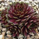 someonenamedgem avatar