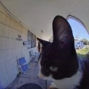 someoneshouldputmedownlikeadog avatar