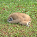 someonesweirdsister avatar