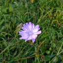 someonewholived avatar