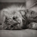 somesortofnoplace avatar