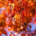 somestupidamericanphrase avatar