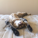 something-in-the-rain avatar