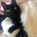 somethingalltogether avatar