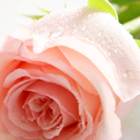 somethingborrowedsomeoneloved avatar