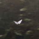 somethingcleverhere avatar