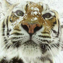 somethingforsir avatar