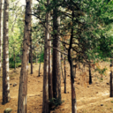 somethinginthewoods avatar