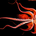 somethingsofsomething avatar