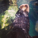 somethingunderthewave avatar