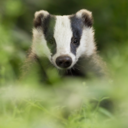 somethingwithrainandbows avatar