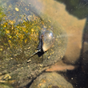 somethingwittyandsarcastic avatar