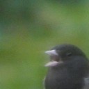 sometimesboffosometimesnot avatar