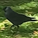 sometimescrowpics avatar