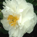 sometimesfairytale avatar