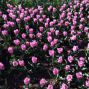 sometimesinsmiles avatar