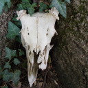 sometimesthewildgod avatar