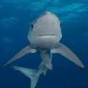 sometimesthingsgowrongokayy avatar