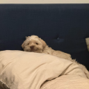 somewhatgreatexpectations avatar