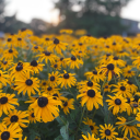 somewhereinthedesert avatar