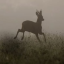 somewheres-woods avatar