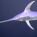 somewheretoputthese avatar