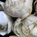 somniumperennis avatar