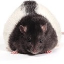 somuchawkwerd avatar