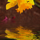 son-of-a-narcissist avatar