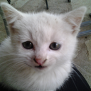 sonachocheesecake avatar