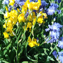 sonderandcrysalism avatar