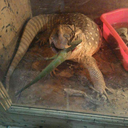 songquat-blog avatar