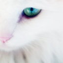 songsoffallenstars avatar