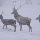 sonictundra944 avatar