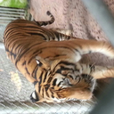 sonkalanromeo avatar