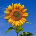 sonnenblumenn avatar