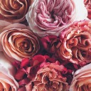 sonnenscheinwonnie avatar