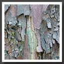 sonnet-toscience avatar