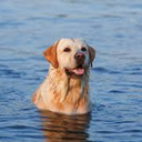 sonofasaltyseadog avatar