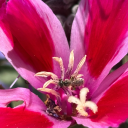 sonoranbumblebee avatar