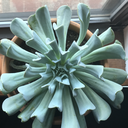 sooosucculent avatar