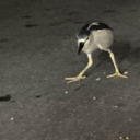 sopanimations avatar