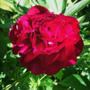 sophiamcdonlas avatar