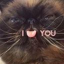 sophie-the-turtle avatar