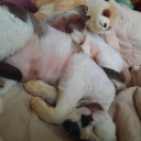 sophie0203way avatar