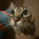 sophielovestaylor avatar