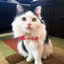 sophielovestuna avatar