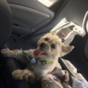 sophiesomeone avatar