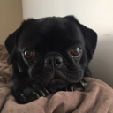 sophiestevenson-blog1 avatar